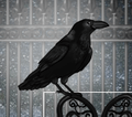 Raven2014